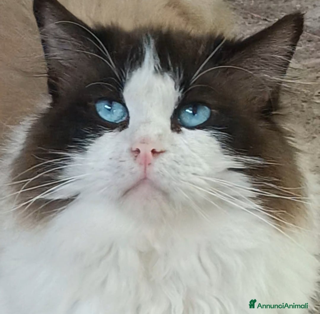 Ragdoll gatti in vendita: Cucciola Ragdoll - Immagine 4