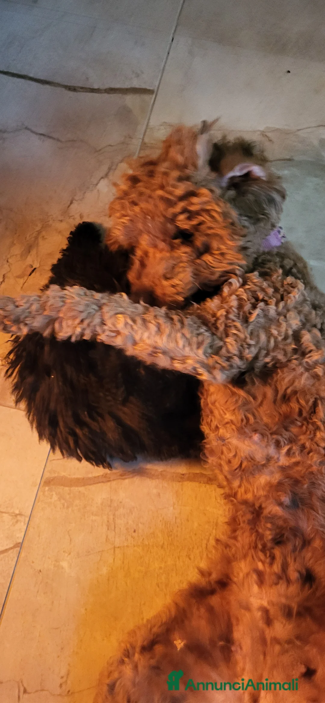 Barboncino cani in vendita: Barboncino cucciolo - Annuncio 3