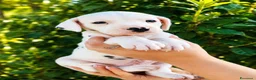 Dalmata cani in vendita: Adorabile cucciolo di dalmata con pedigree  - Annuncio 2