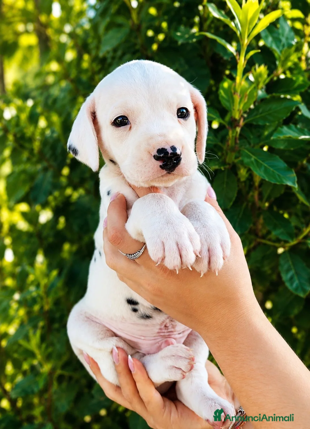 Dalmata cani in vendita: Adorabile cucciolo di dalmata con pedigree  - Annuncio 2
