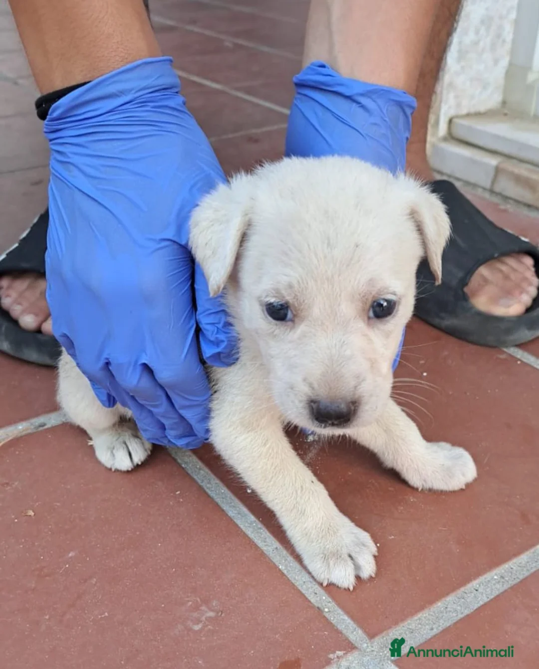 Meticcio cani in regalo: Cucciolo 2mesi tg media futura SOLO SARDEGNA - Annuncio 2