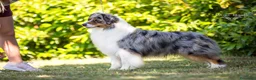 Australian Shepherd cani in vendita: Cucciolo Australian sheperd - Pastore Australiano - Annuncio 10