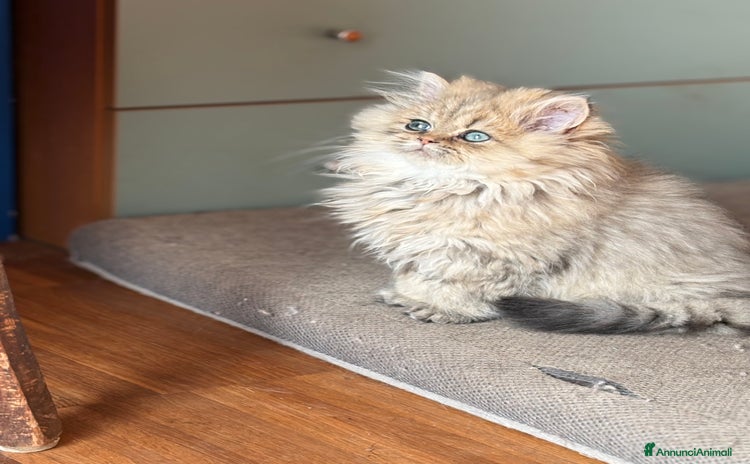 Persiano gatti - Annuncio 11