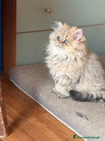 Persiano gatti - Annuncio 2
