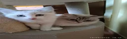 Ragdoll gatti in vendita: Cuccioli di Razza Ragdoll disponibili - Annuncio 11
