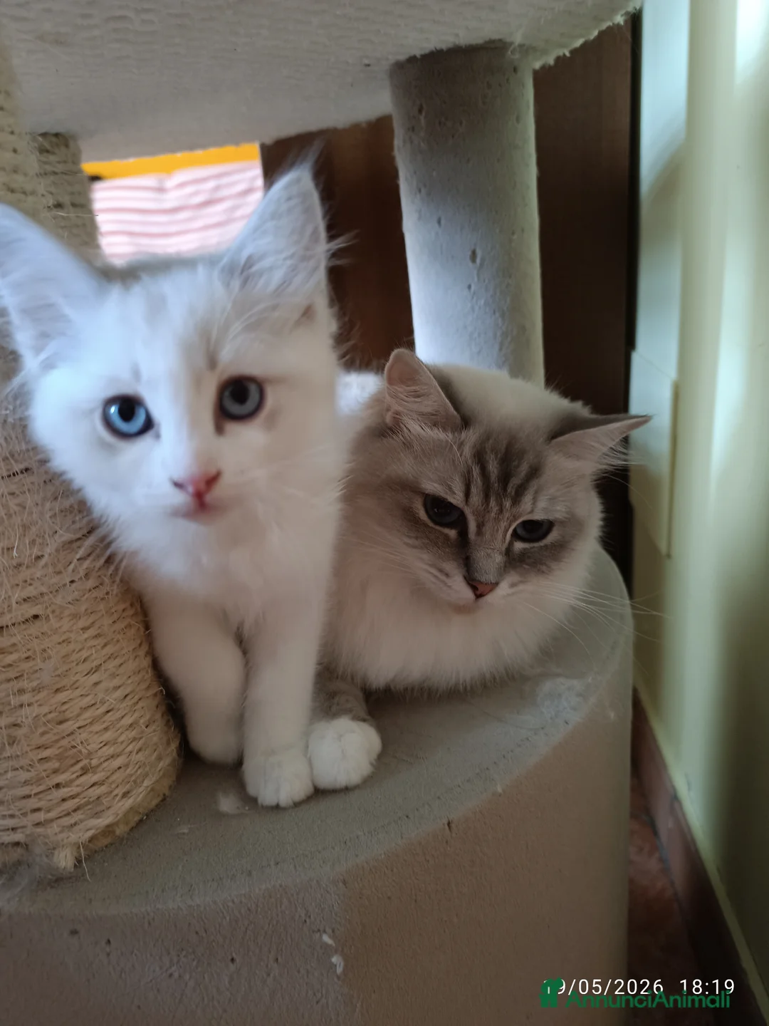Ragdoll gatti in vendita: Cuccioli di Razza Ragdoll disponibili - Annuncio 11