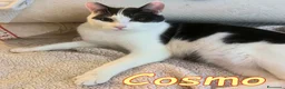 Europeo gatti in regalo: COSMO ASPETTA ANCORA UNA FAMIGLIA a Città metropolitana di Milano - Annuncio 4