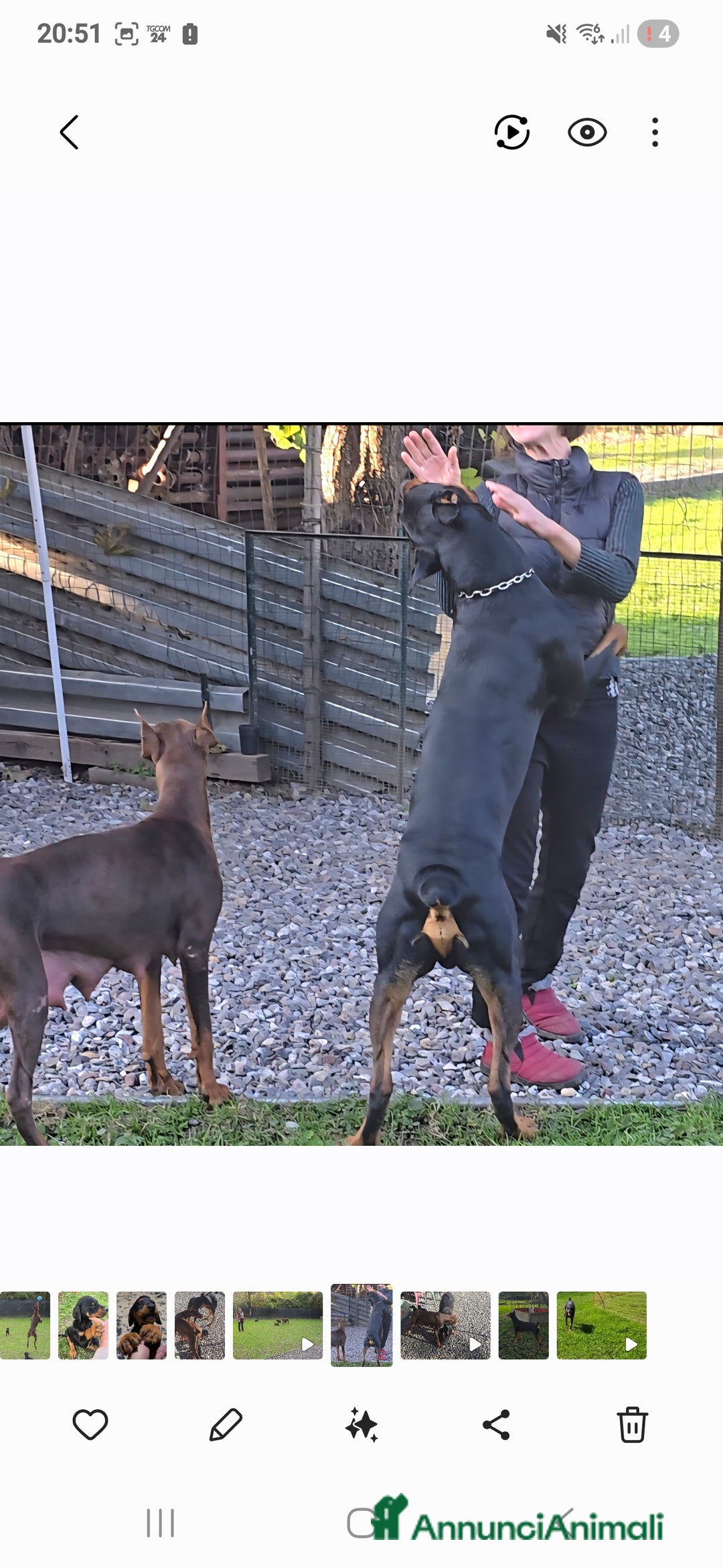 Dobermann cani in vendita: Cucciolo di dobermann - Annuncio 7