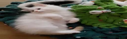 Siberiano gatti in vendita: Cuccioli di Siberiano Neva Masquerade  a Provincia di Macerata - Annuncio 4