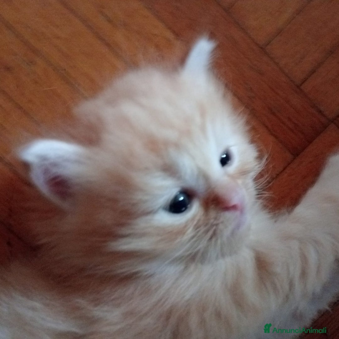 Scottish gatti in vendita: Gattini Scottish Straight  a Provincia di Modena - Immagine 33