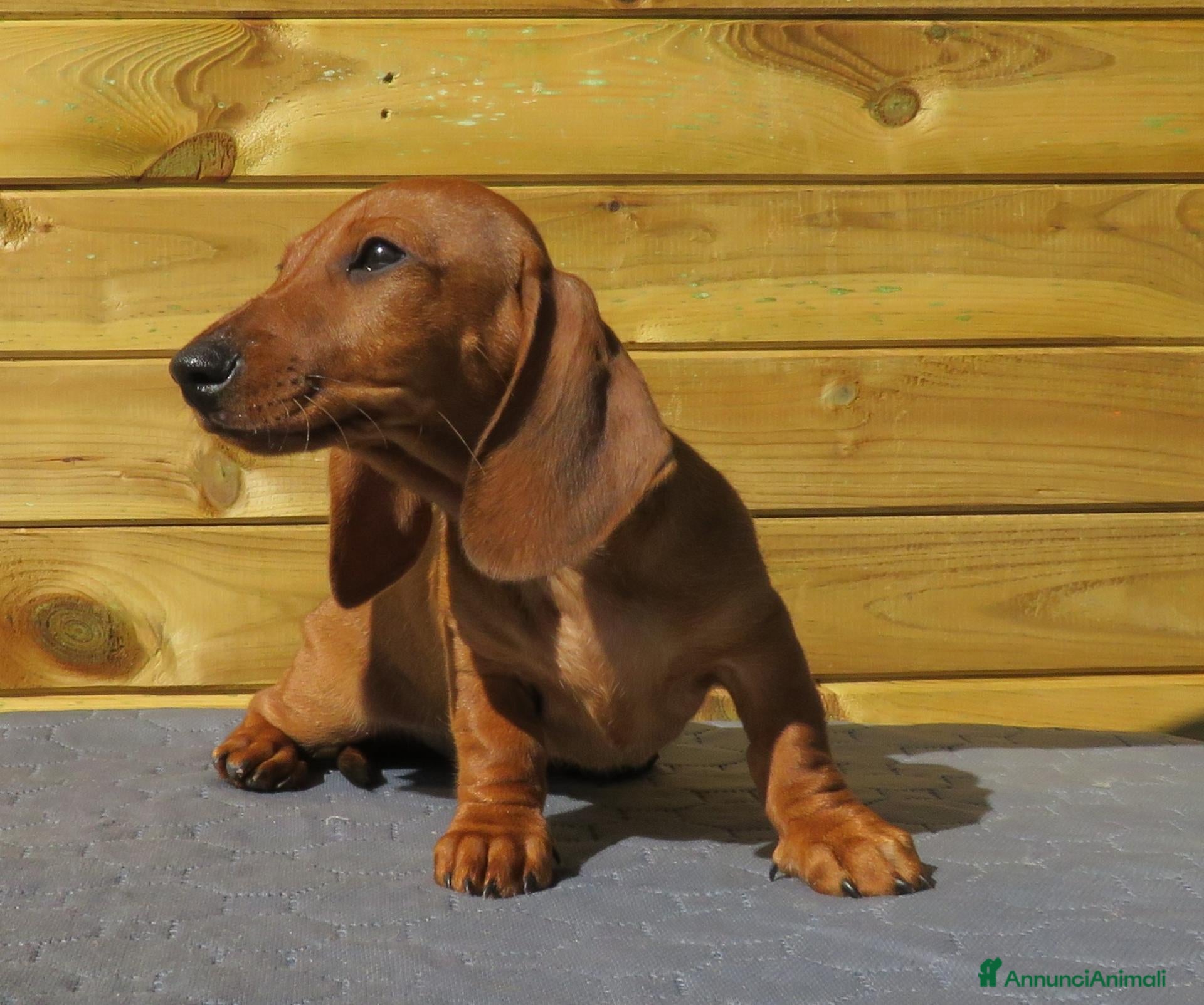 Bassotto Nano cani in vendita: Bassotto nano a pelo corto - Annuncio 2