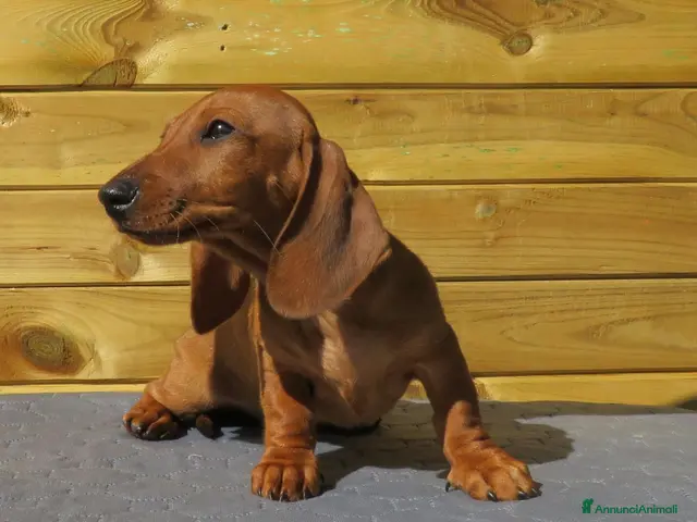 Bassotto Nano cani in vendita: Bassotto nano a pelo corto - Annuncio 2