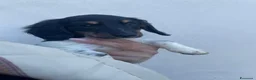 Bassotto cani in vendita: Bassotti a pelo lungo - Annuncio 6