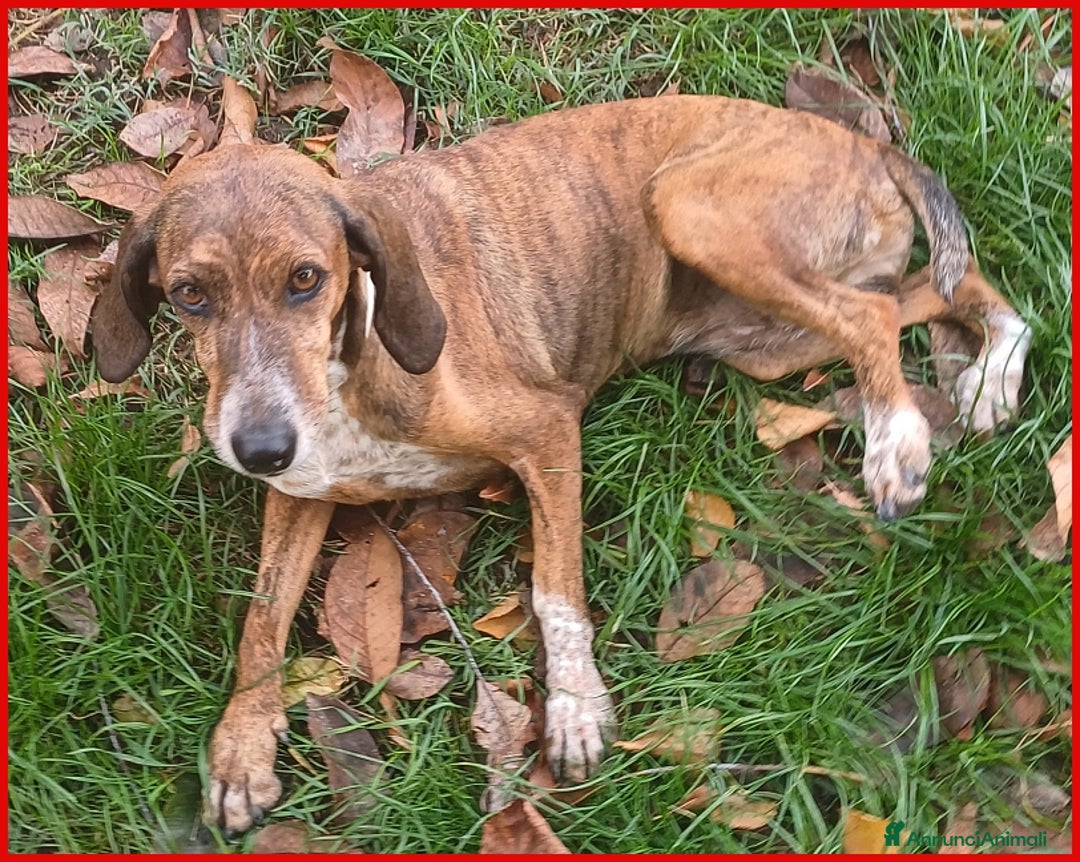 Segugio Maremmano cani in regalo: AIUTO PER SVITOL SEGUGIETTA 5 ANNI STA MEGLIO MA  a Città metropolitana di Milano - Annuncio 14