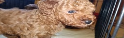 Meticcio cani in vendita: Cuccioli di barboncino Red Toy/nano - Annuncio 5