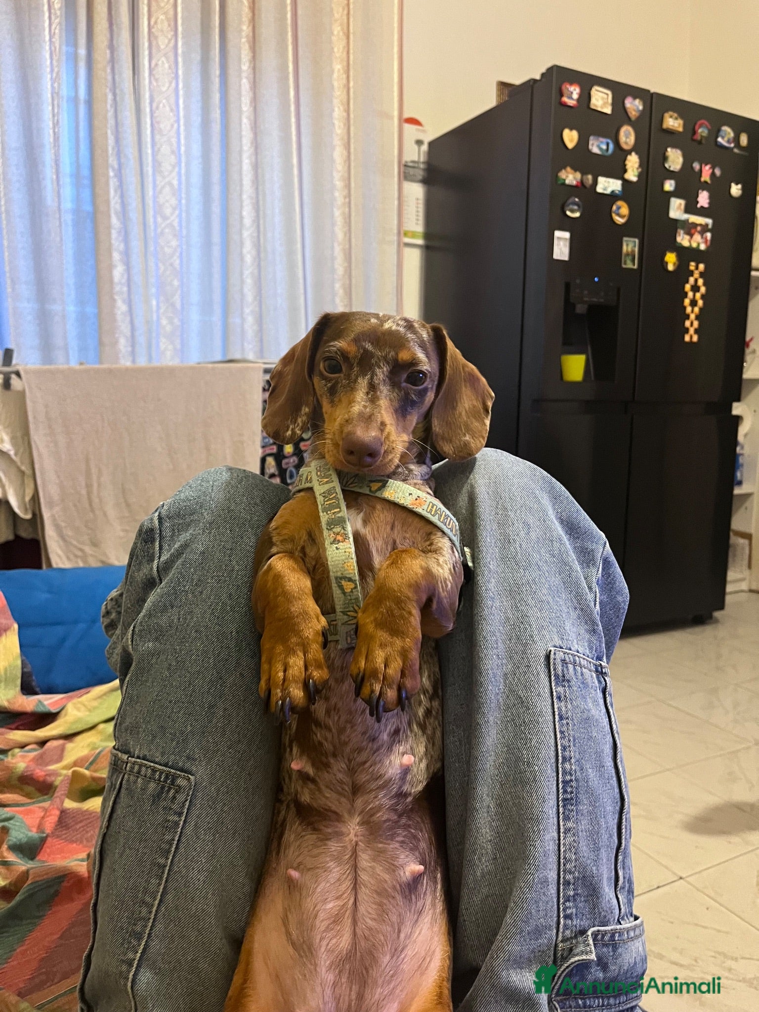 Bassotto cani cuccioli bassotto - Annuncio 3