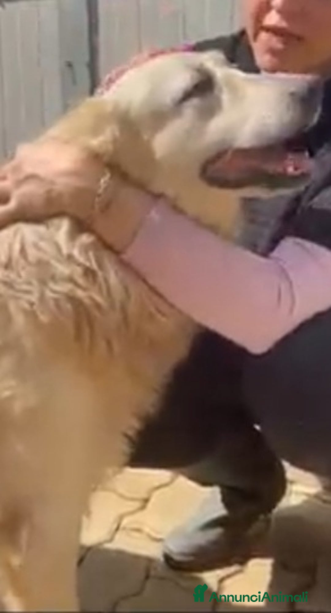 Meticcio cani in regalo: Mix Golden 6anni ENTRATO CUCCIOLO IN BOX.CALABRIA a Città metropolitana di Milano - Annuncio 6