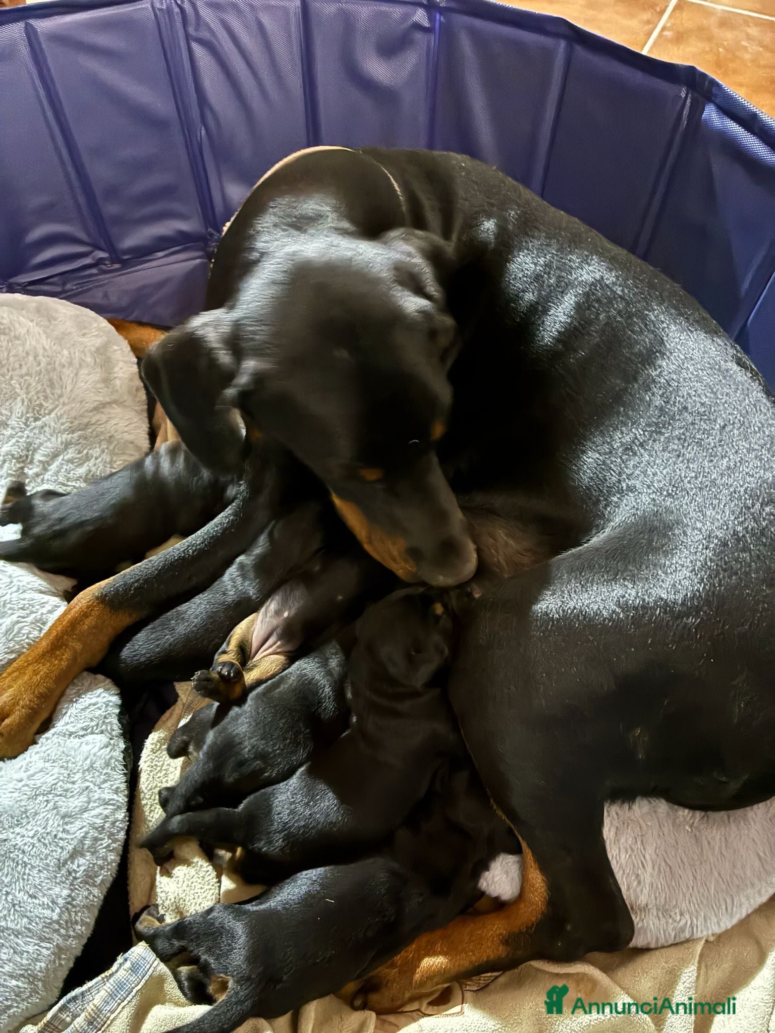 Dobermann cani cucciole dobermann  - Annuncio 1