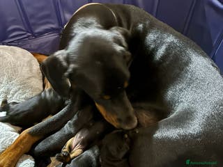 Dobermann cani cucciole dobermann - Annuncio 1