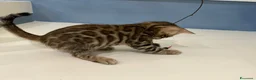 Bengala gatti in vendita: Cuccioli bengala - Annuncio 4