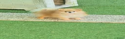 Volpino Pomerania cani in vendita: VOLPINO DI POMERANIA MINIATURE  a Provincia di Como - Annuncio 5