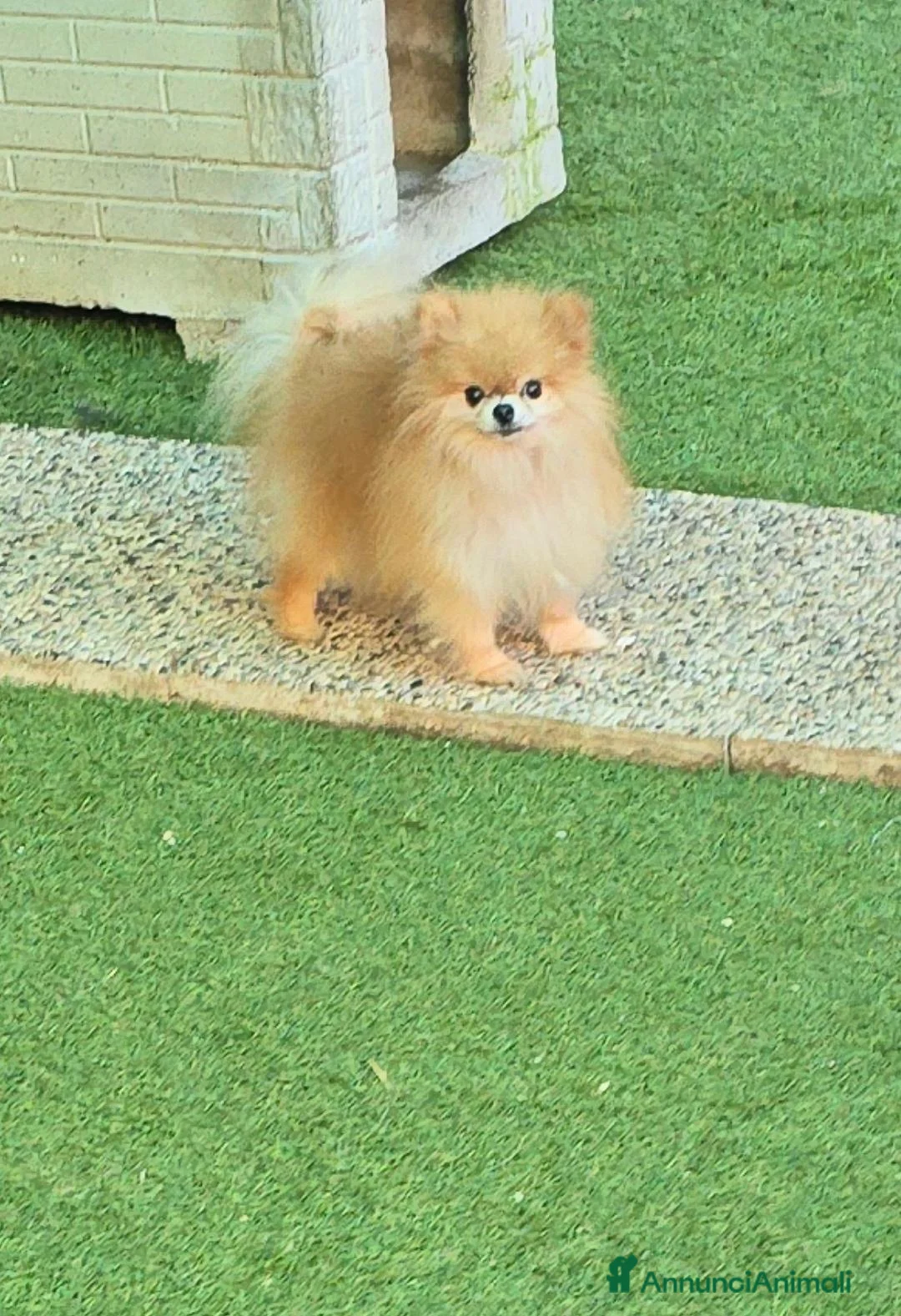 Volpino Pomerania cani in vendita: VOLPINO DI POMERANIA MINIATURE  a Provincia di Como - Annuncio 5