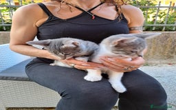 Europeo gatti in regalo: ❤️CI SIAMO ANCHE NOI - Immagine 6