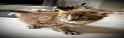 Maine Coon gatti in vendita: Maine coon cucciolo maschio  - Annuncio 5