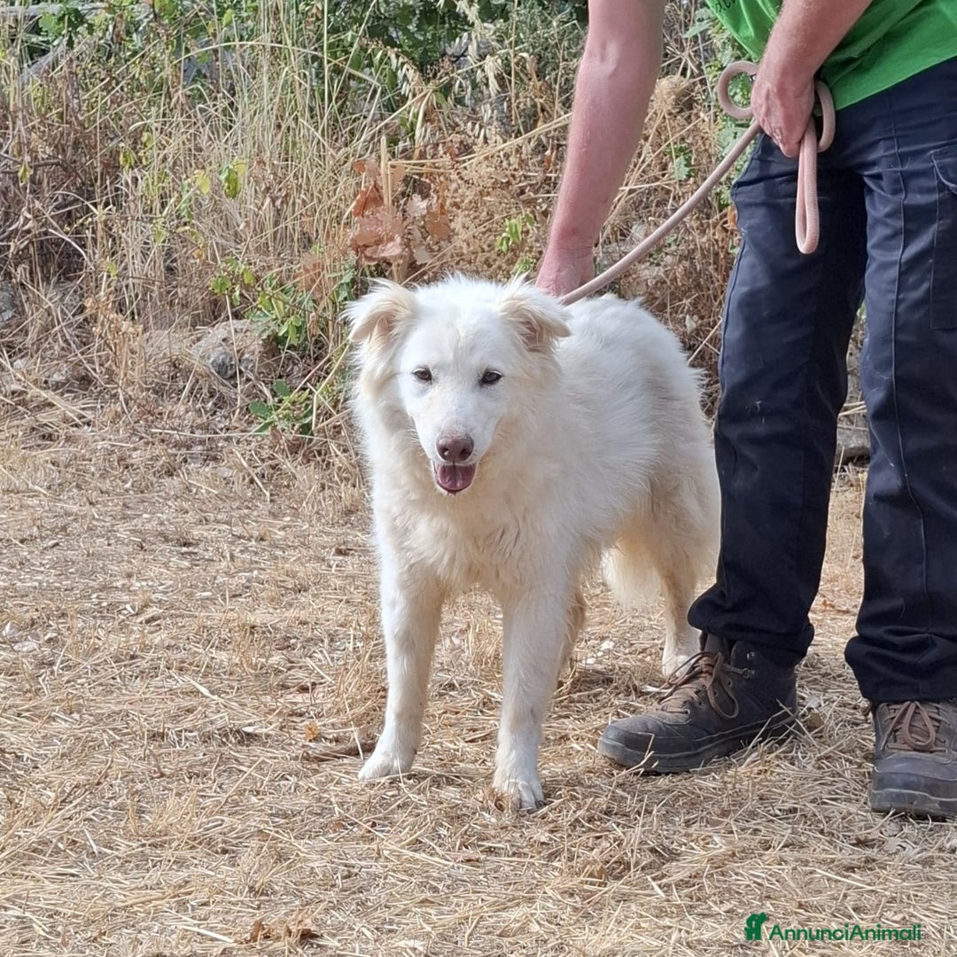 Meticcio cani in regalo: Nonna Penny Cerca Famiglia. Info Monica 3890238584 - Annuncio 20