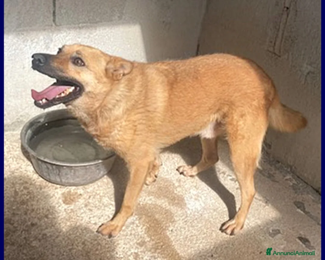 Meticcio cani in regalo: BOMBER VIVACE CAGNOLINO 6 ANNI, DA TROPPO IN GABBI a Roma - Annuncio 7