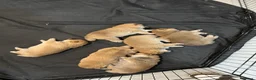 Shiba Inu cani in vendita: Vendensi cuccioli di Shiba Inu - Annuncio 10