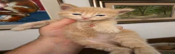 Maine Coon gatti in vendita: Cuccioli di Maine coon, vari manti  - Annuncio 9