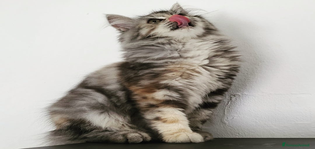 Immagine della galleria {{count}}