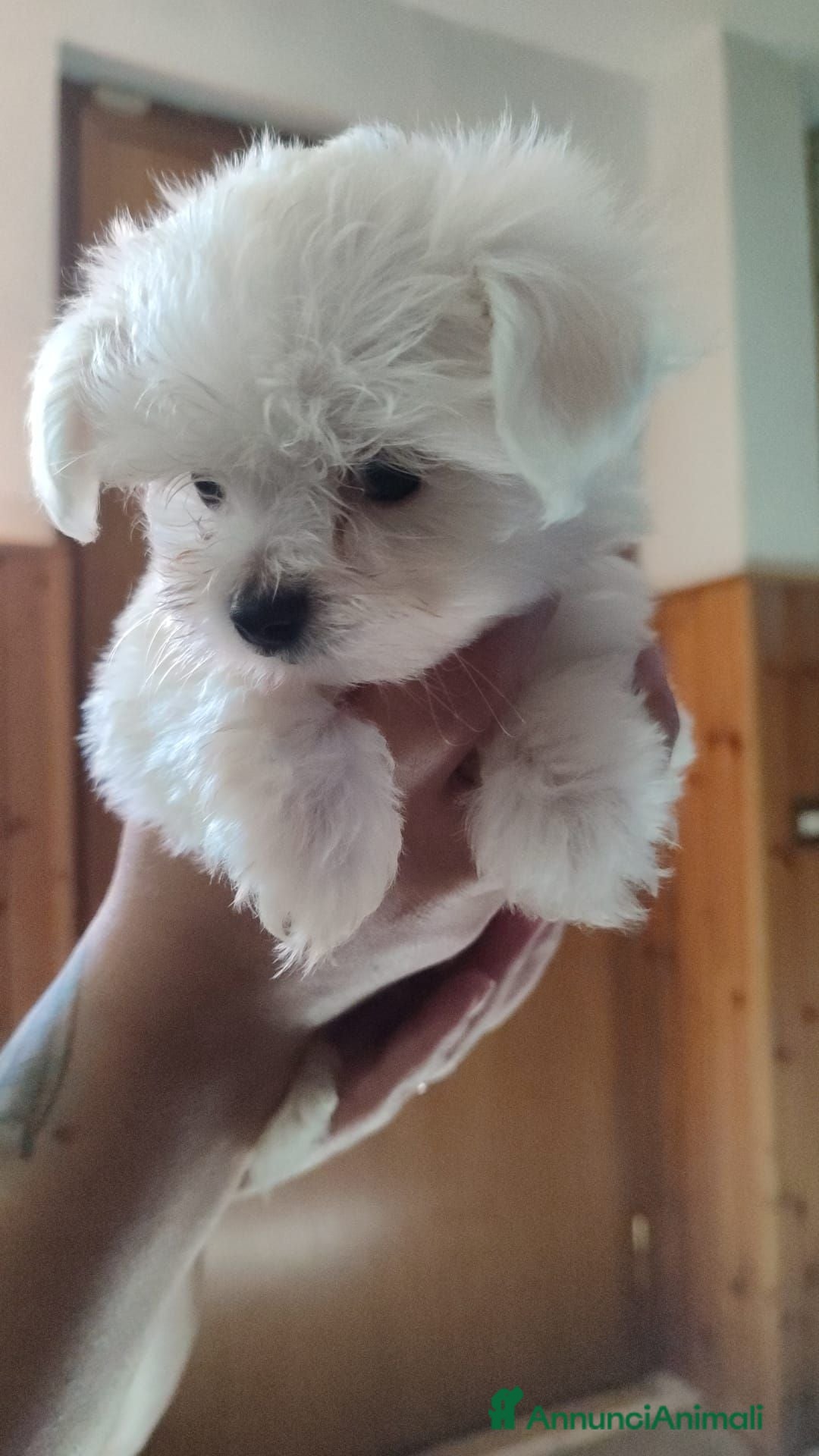 Maltese cani Maltese cuccioli - Annuncio 5