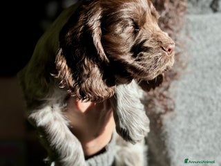 Cocker cani Cocker Spaniel Inglesi - Cioccolato Roano - Annuncio 6
