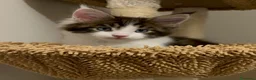 Maine Coon gatti in vendita: Maine Coon con pedigree  - Annuncio 3