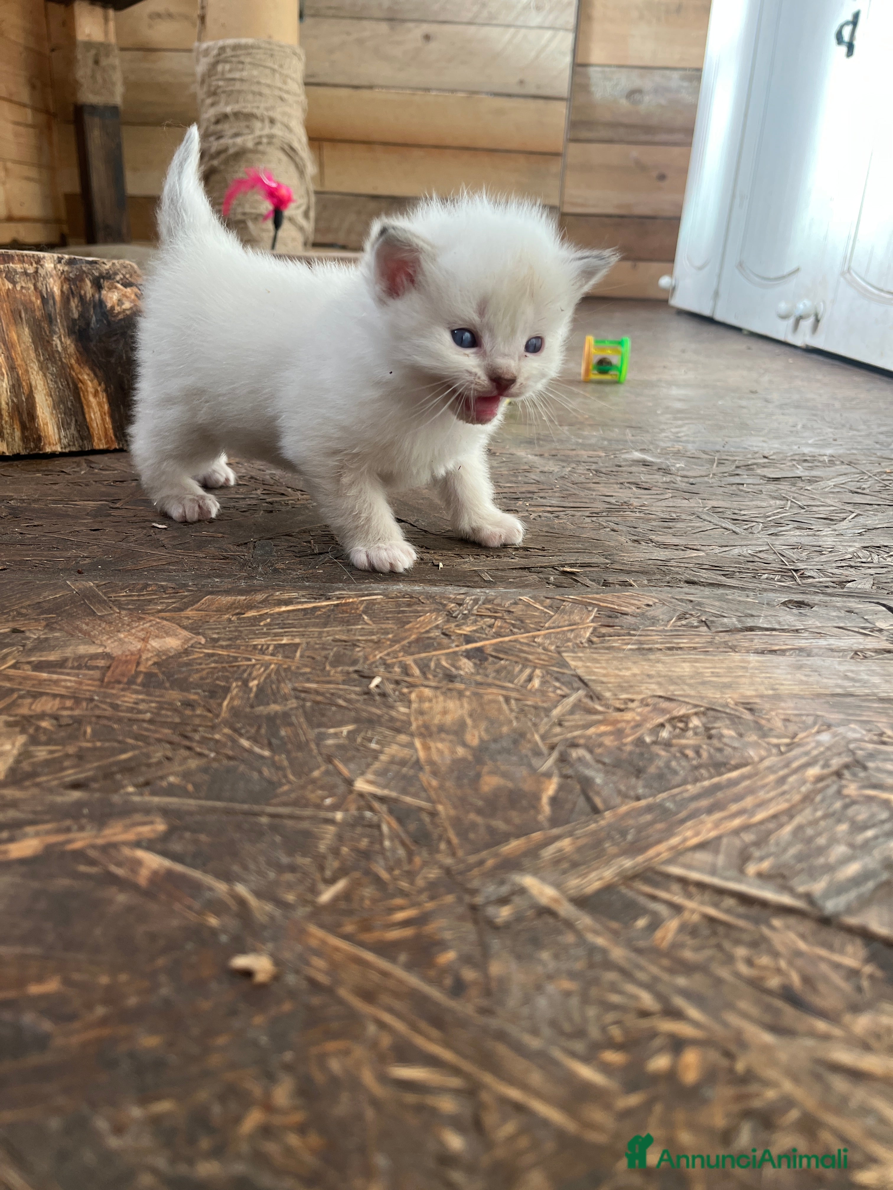 Ragdoll gatti Ragdoll cucciolini - Annuncio 2