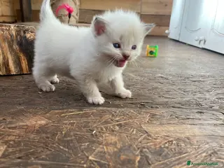 Ragdoll gatti Ragdoll cucciolini - Annuncio 2