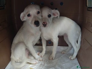 Meticcio cani in regalo - Annuncio 2