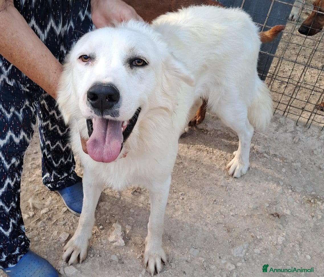 Meticcio cani MUSETTO DOLCE : OSLINO  - Annuncio 42