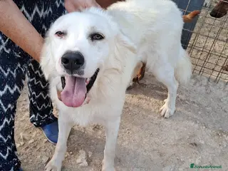 Meticcio cani MUSETTO DOLCE : OSLINO - Annuncio 2