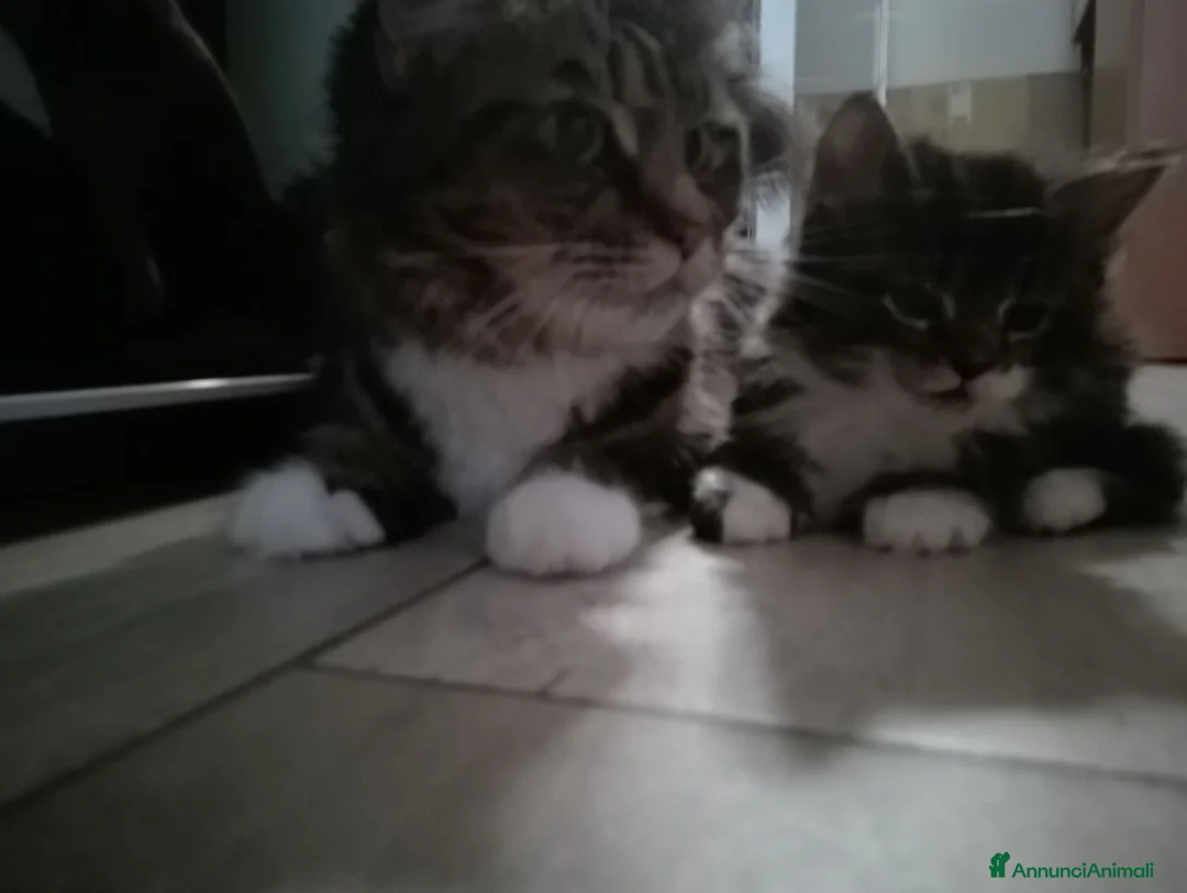 Maine Coon gatti in vendita: Manolita : una bella gattina - Annuncio 2