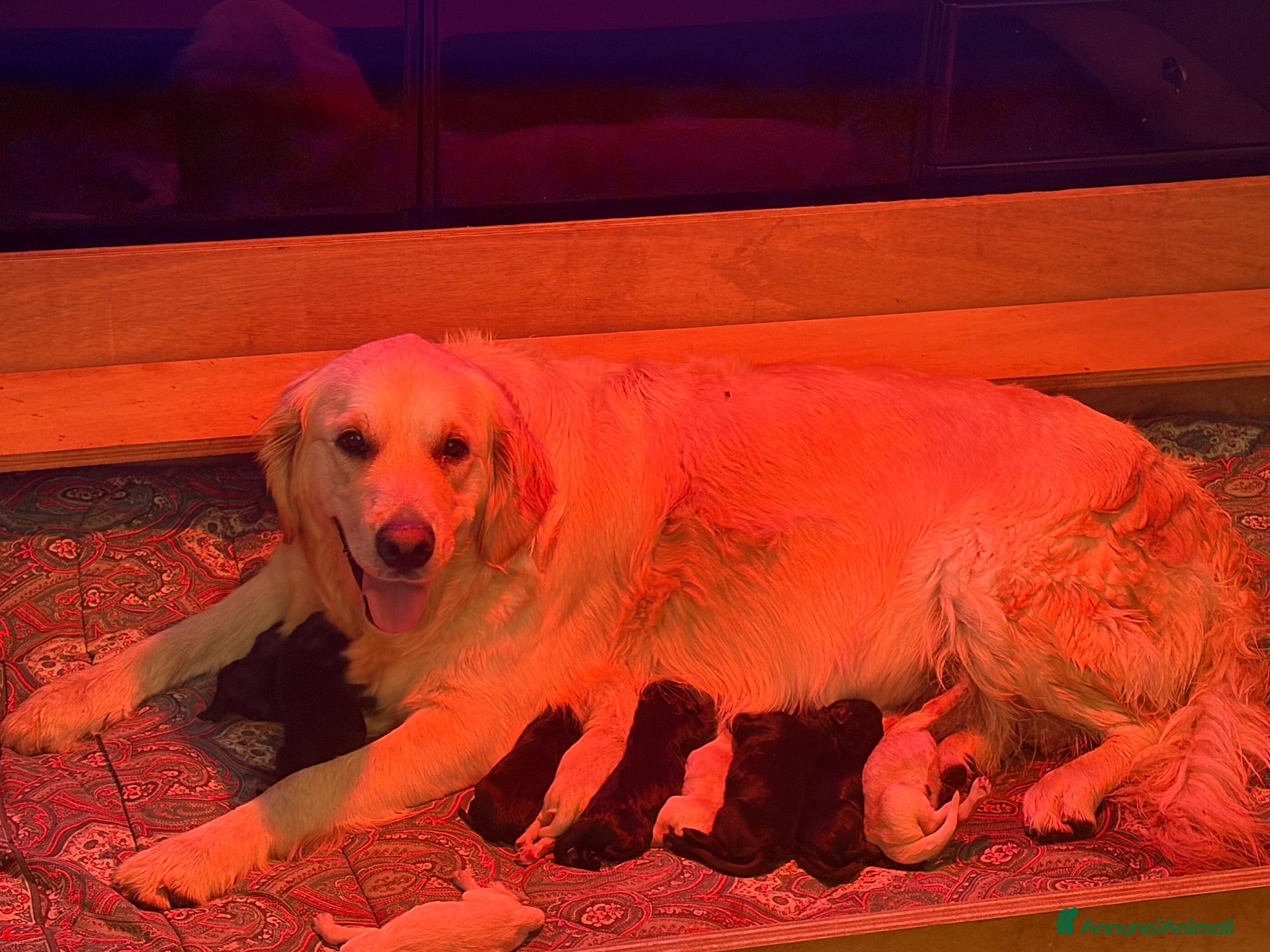Meticcio cani Cuccioli di Goldendoodle  - Annuncio 19