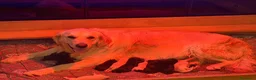 Meticcio cani in vendita: Cuccioli di Goldendoodle  - Annuncio 1