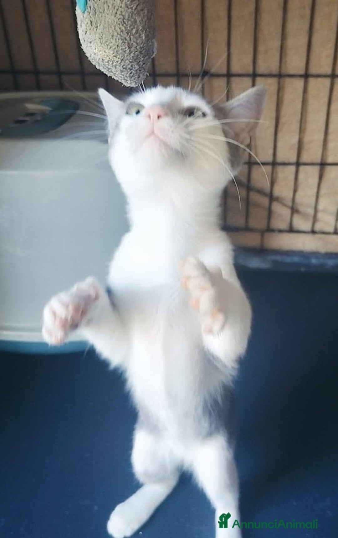 Europeo gatti in regalo: MICINO 60 GG. DOLCISSIMO CERCA CASA - Annuncio 6