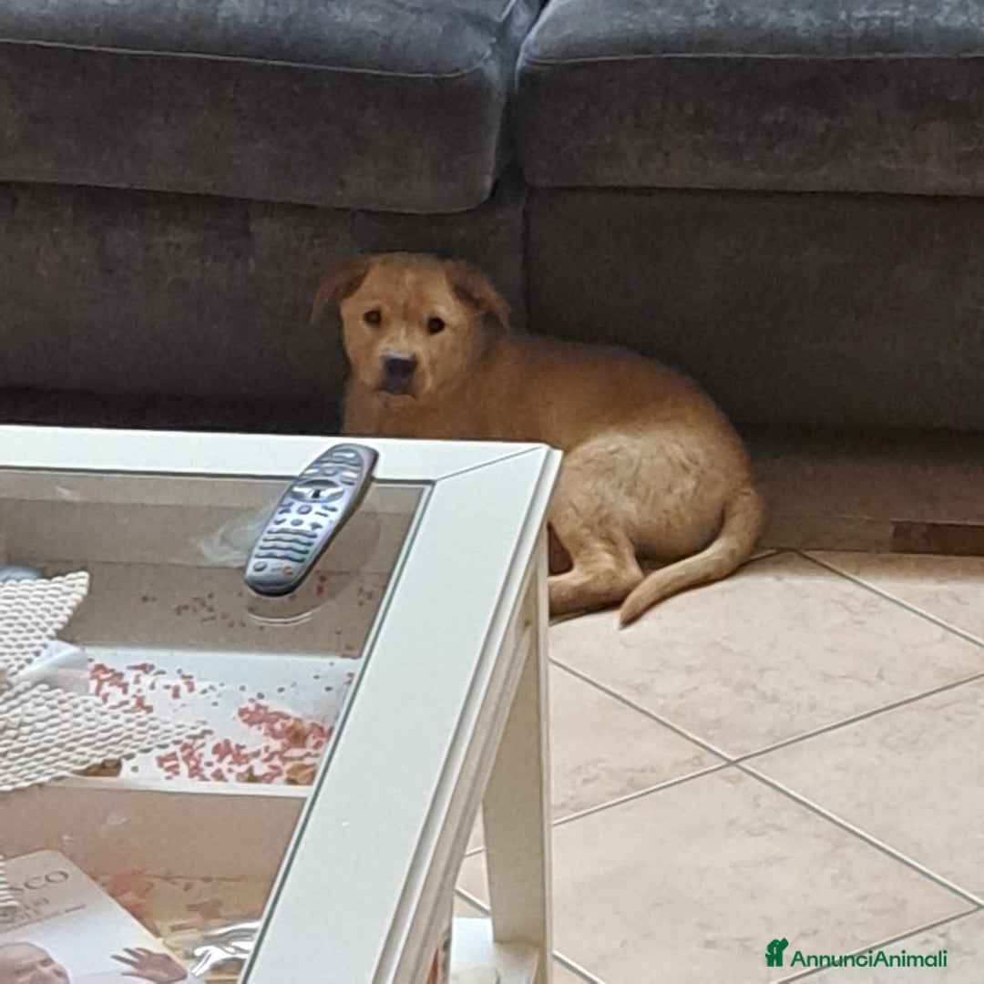 Labrador cani in regalo: Cucciolo incrocio labrador  - Annuncio 2