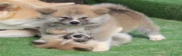 Akita Inu cani in vendita: AKITA CUCCIOLI - Allevamneto ENCI - Annuncio 9