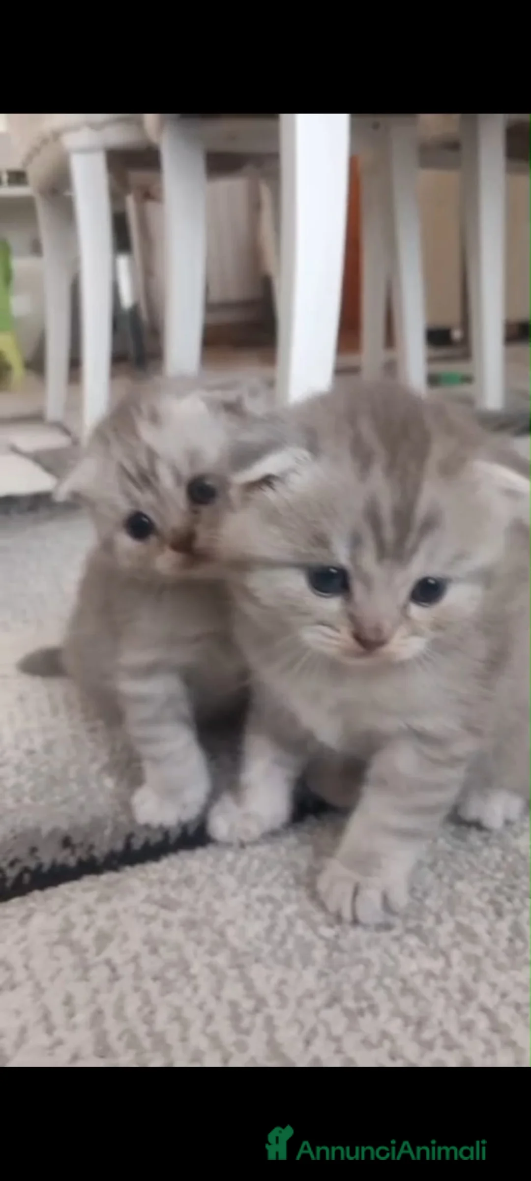 Scottish gatti in vendita: Cuccioli scottish fold e straight  - Annuncio 1