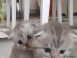 Scottish gatti Cuccioli scottish fold e straight - Annuncio 1