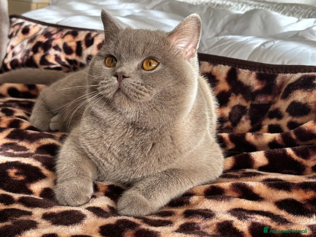 British gatti per accoppiamento: British shorthair - Annuncio 6